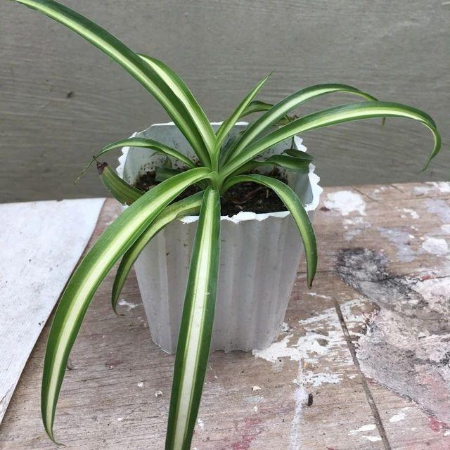 吊兰开花预示着什么，吊兰开花意味着什么（室内的吊兰开花就带来好运）