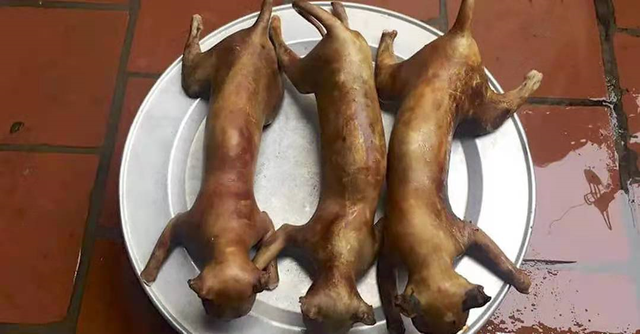 猫肉能吃吗，猫肉能吃吗,有什么禁忌（李时珍说猫肉不佳）