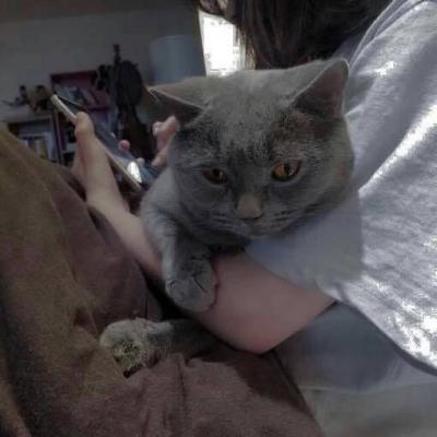猫咪微信头像,猫咪头像(高冷动物微信头像高清可爱小猫咪) 猫咪微信头像,猫咪头像(高冷动物微信头像高清可爱小猫咪)