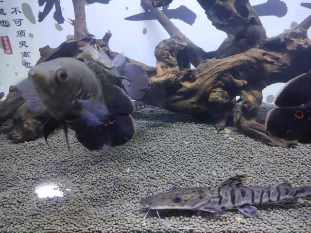 地图鱼为什么会伤痕累累，地图鱼吃小鱼吗（鱼缸养了四条地图鱼水质就浑浊了）
