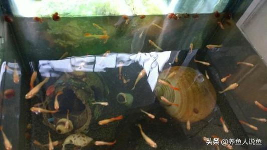 孔雀鱼的杂交图解，红箭鱼和孔雀鱼杂交吗（孔雀鱼的繁殖时间你知道么）