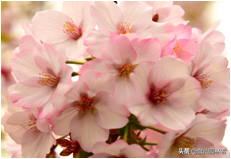 中国樱花有几个品种，中国樱花树品种（这81种樱花）