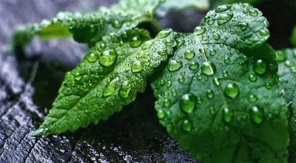 关于谷雨的古诗四句 描写谷雨的古诗大全，关于谷雨的古诗四句（六首谷雨节气诗词）