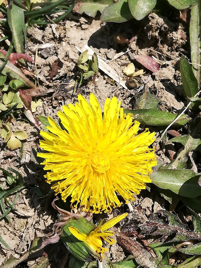 新鲜的金银花采回来怎么处理，新鲜金银花怎么处理（家里养盆金银花）