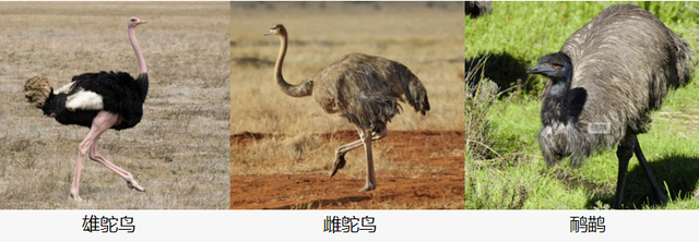 鸸鹋和鸵鸟的区别，鸵鸟和鸸鹋的区别（\