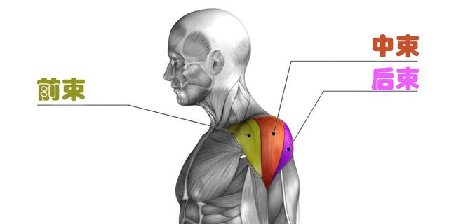 怎样练三角肌，怎样练三角肌和肱二肌（打造迷人的倒三角身材）