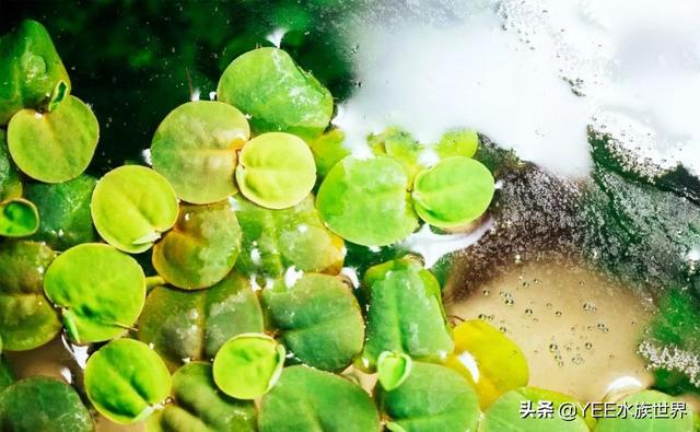 沼泽过滤是不是比别的好，买硝化细菌粉末粉还是液体