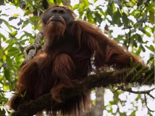 最像人类的动物，大猩猩最像人类的物种（第一个即将灭绝的类人猿）