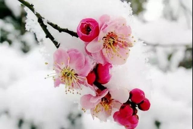 咏梅的古诗,写梅花的诗词名句(建议孩子们寒假晨读晚诵的30首咏梅诗词) 咏梅的古诗,写梅花的诗词名句(建议孩子们寒假晨读晚诵的30首咏梅诗词)