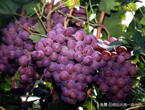 水果园里有哪些水果，水果园里有什么水果（云南大理水果园有些什么水果呢）