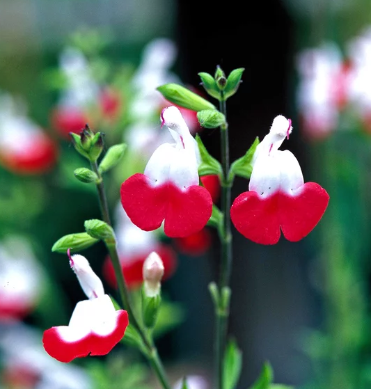 蓝花鼠尾草有几个品种，蓝花鼠尾草有几个品种图片（18种漂亮的鼠尾草）
