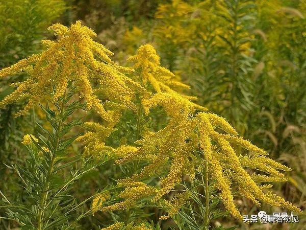 垫状点地梅每年生长直径，垫状点地梅每年生长直径是多少（超实用的地被植物干货）