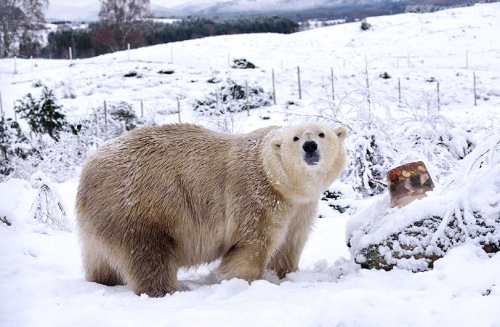 北极熊与棕熊分家