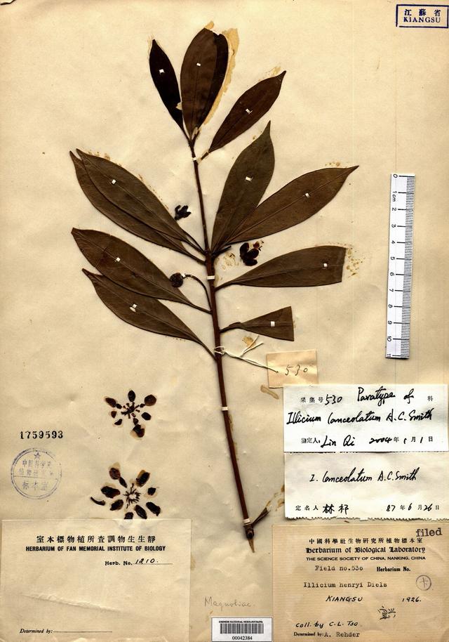 红茴香根的功效与作用，红茴香根的功效与作用及禁忌（户外有毒植物科普：红茴香）