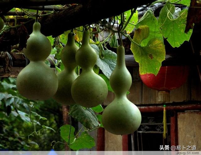 葫芦怎么保存处理，葫芦的保存三种方法（葫芦采摘后的处理刮皮及如何晾晒技巧）