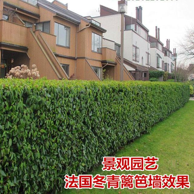 珊瑚树的形态特征和应用价值介绍，珊瑚树的形态特征和应用价值介绍英文（土生土长的中国树）