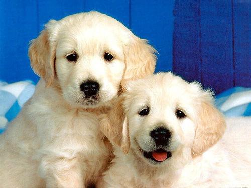 上班族养狗攻略，上班族如何养狗（可是需要注意什么呢）