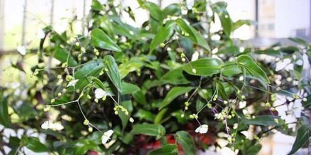 吊兰品种，10种常见“吊兰”（吊兰品种有哪些）