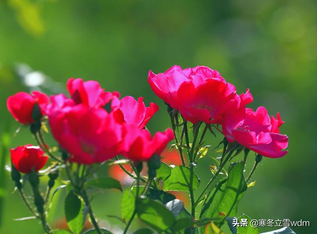 带刺的玫瑰花图片，玫瑰花带刺的品种（摄影#图片：多彩的刺玫瑰花…）