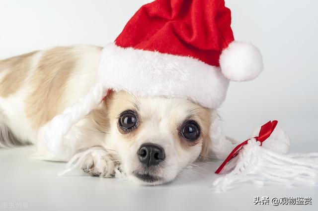 女生叫男生修勾是什么意思，修勾勾是啥（修勾是什么狗）