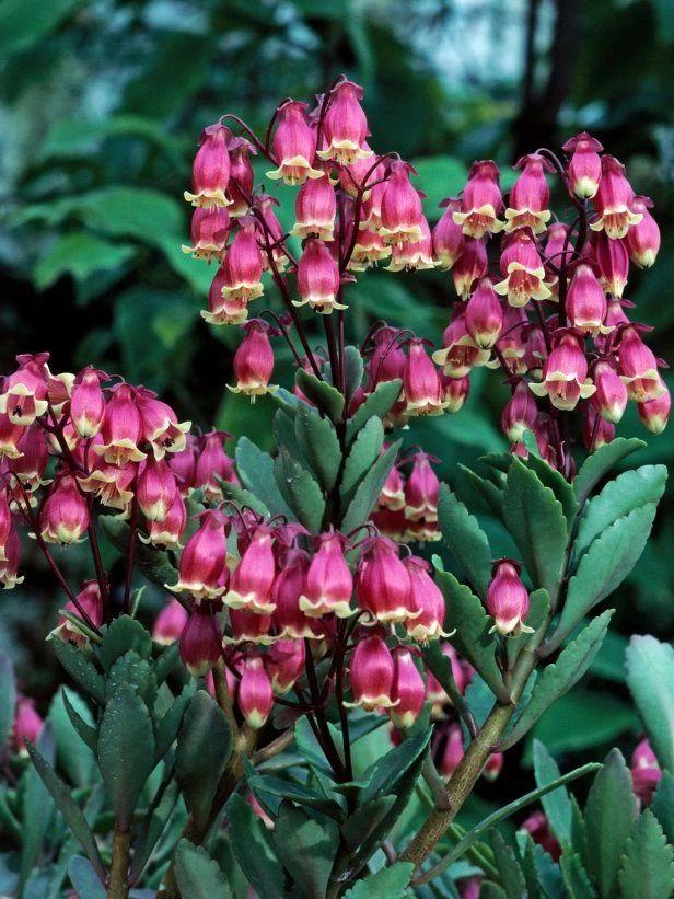 纱灯的特点，什么样的纱灯（别把大宫灯长寿和小宫灯混淆）