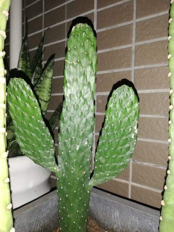 仙人掌的精神品质，描写仙人掌的优美句子（养“仙人掌”有窍门）