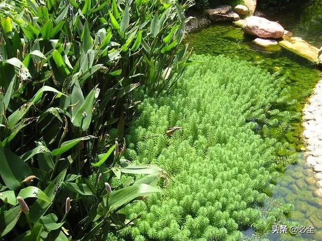 水生植物有哪些，常见的水生植物有哪些（水生植物大全）