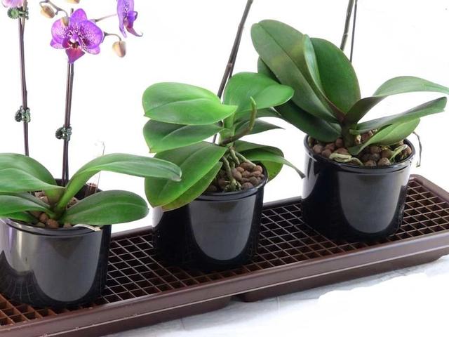 空气湿度多少合适，室内空气湿度多少正常（增加室内植物湿度的9种绝佳方法）