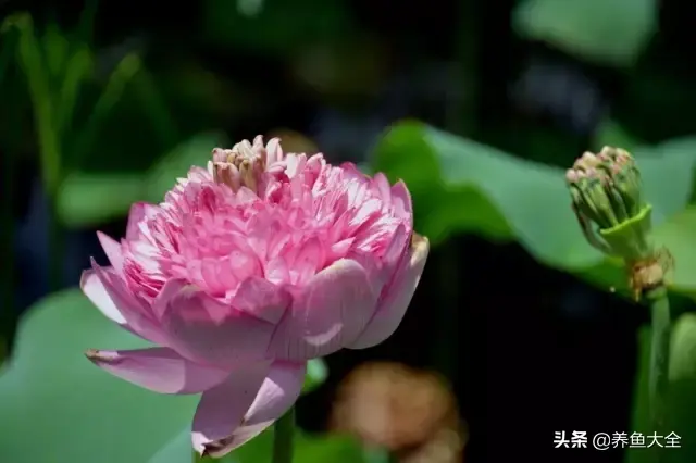 莲花的别称有哪些，莲花的别称有哪些拼音（ 太齐全太珍贵了）