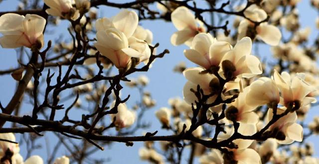 勿忘我花语和寓意，勿忘我花语和寓意（勿忘我花种子种植方法）