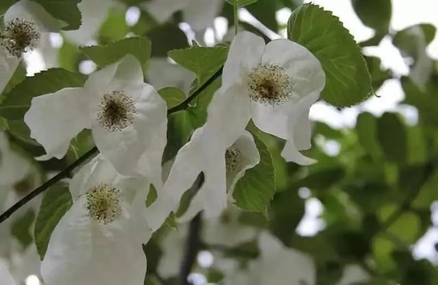 湖北省黄冈的区号是多少，黄冈地区的区号是多少（湖北这5个地方被国家看上）