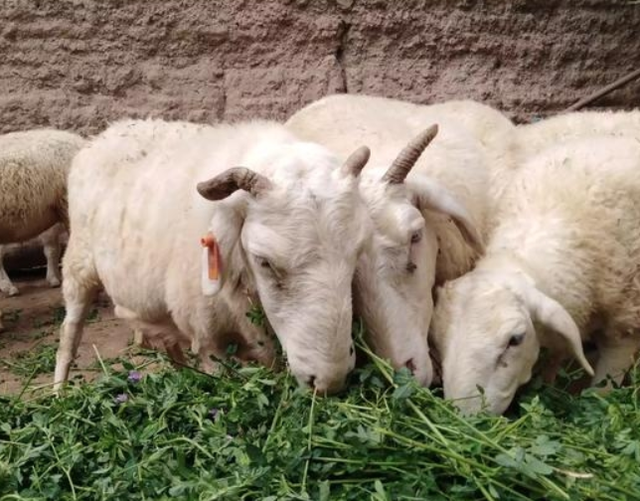 小羊拉稀怎么治疗，刚出生的小羊拉稀怎么办（羊腹泻用什么药效果好）