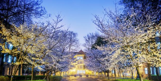 多肉是什么植物，多肉植物是什么植物（中国春天最美15座大学）