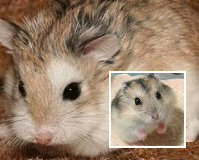 仓鼠有什么品种，仓鼠的品种有什么（第5种国内几乎没人养）