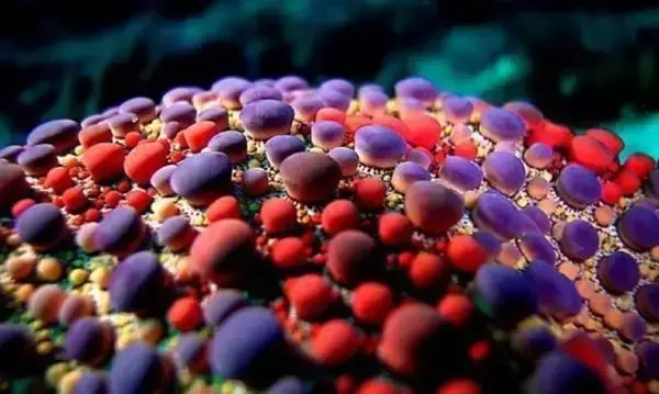 海洋生物有哪些，海洋生物简笔画（十大最美丽奇特的海洋生物）