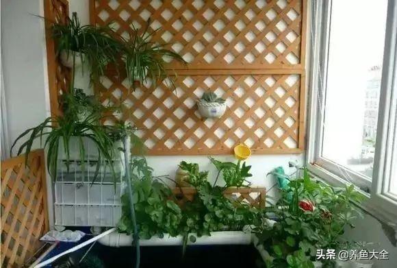金鱼缸价格，金鱼缸价格及图片（打造一个室内迷你生态园）