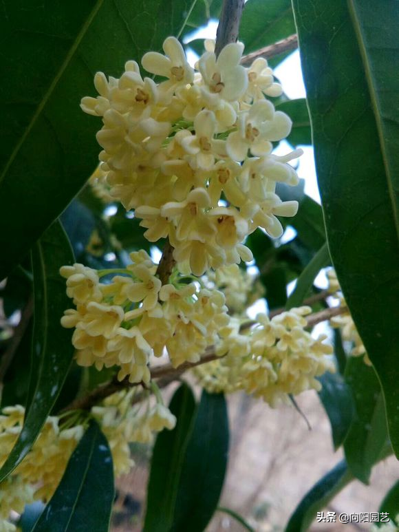 桂花扦插生根最快方法，桂花扦插生根最快方法视频（不用买自己就能繁殖）