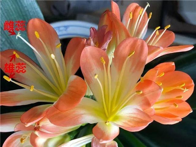 君子兰不开花怎么办才能开花，用“啤酒水”擦叶子