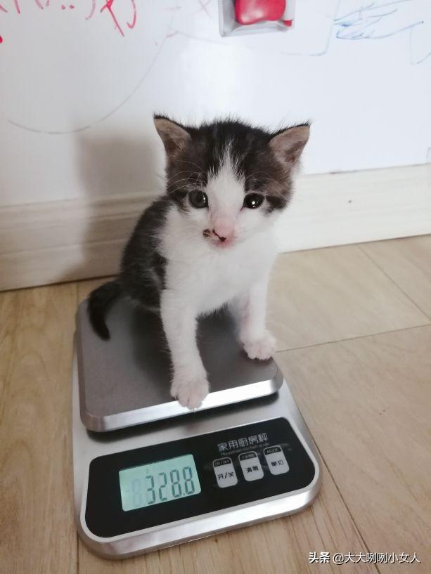 什么是开脸狗，民间说法开脸狗为什么不好（家有小奶猫）