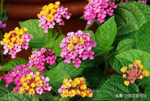 辟谣绣球花有毒，绣球花有毒吗（家里有老人、小孩、孕妇或宠物）