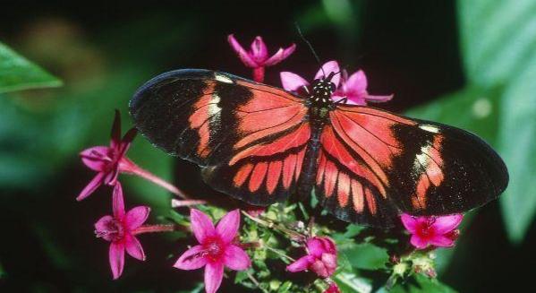 蝴蝶相关介绍，蝴蝶几条腿（世界上最美丽的八种蝴蝶）