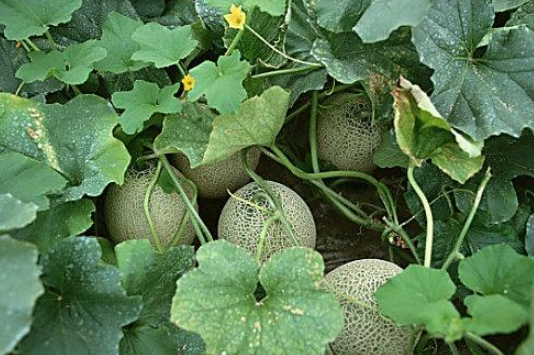 哈密瓜种植时间和方法，哈密瓜怎样种植（在家种''哈密瓜''）