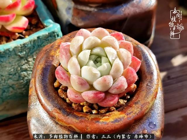 雪候鸟是什么意思，雪候鸟歌词表达什么意思（多肉于我从来不是锦上添花）