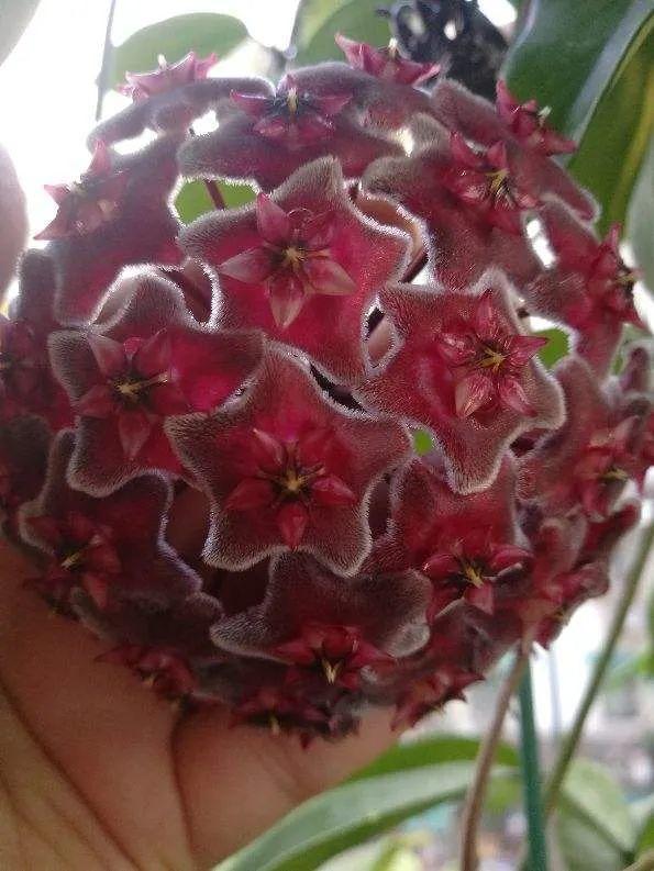 鸟尾花的繁育管理，鸟尾花 花期（30种耐阴花）