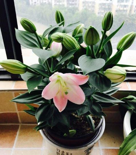 怎样养百合花，如何水养百合花（想让百合花长得好）