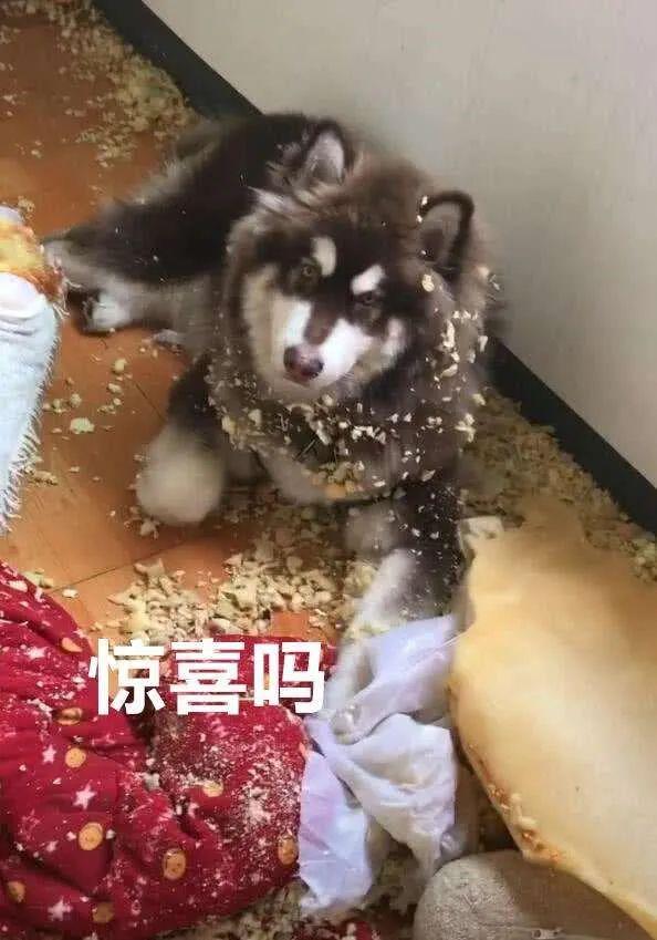 雪橇犬三傻是哪三傻，雪橇三傻分别是什么狗（“雪橇三傻”到底谁最“傻”）