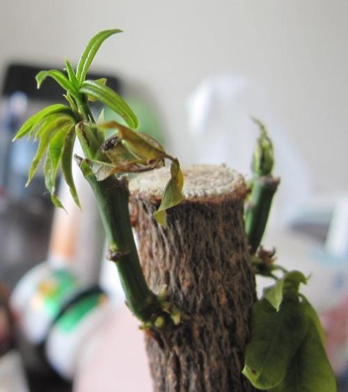 发财树烂根还能活吗，分清这2种情况，它还能救活