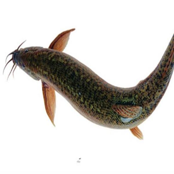 泥鳅的营养价值,泥鳅的营养价值和功效(泥鳅的营养价值比深海鱼更丰富