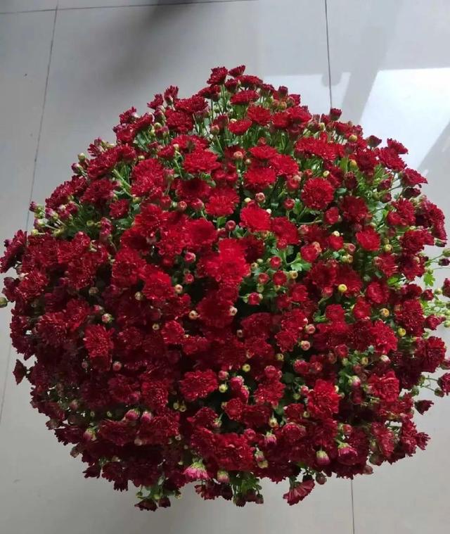 香草兰花怎么养，香兰草怎么种植（屋里养盆“香水花”）