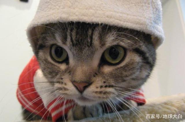 youcanyouupnocannobb是什么意思